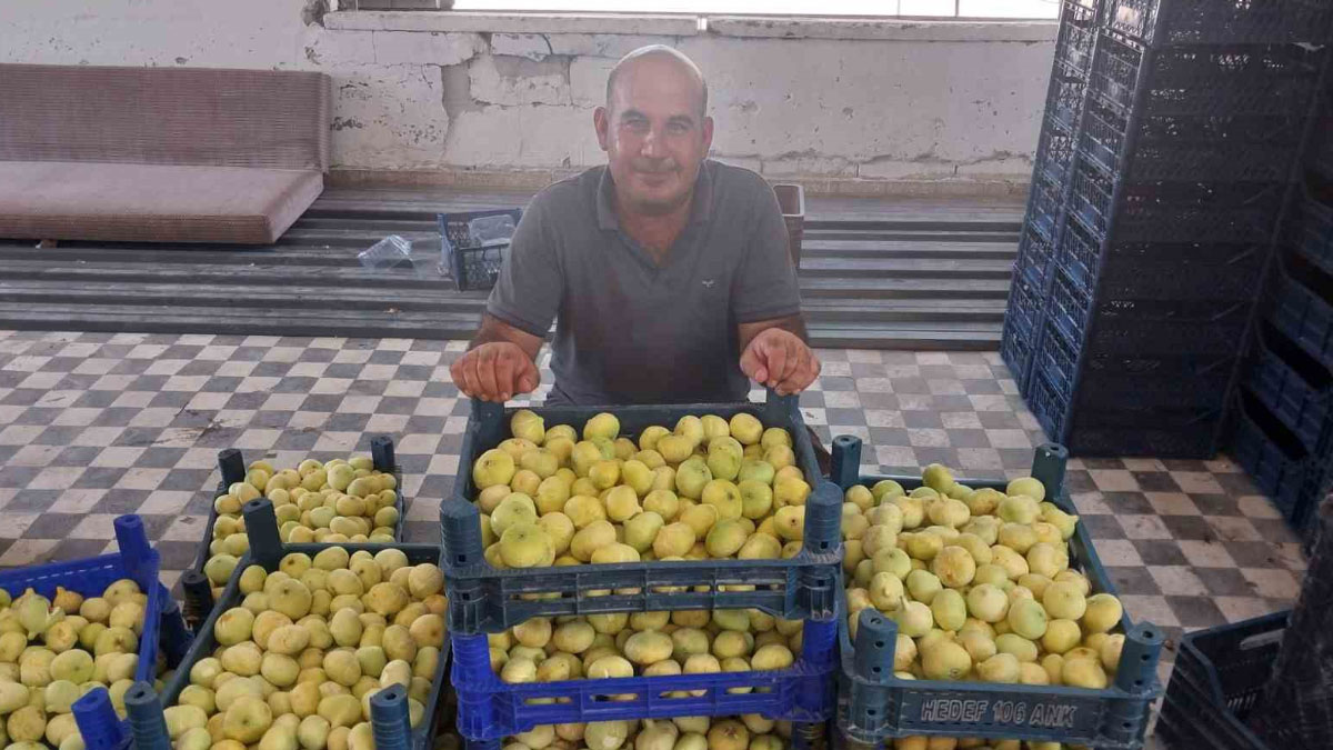 altindan bal damlayan incir ureticisinin yuzu guldu 2mkOsDgI