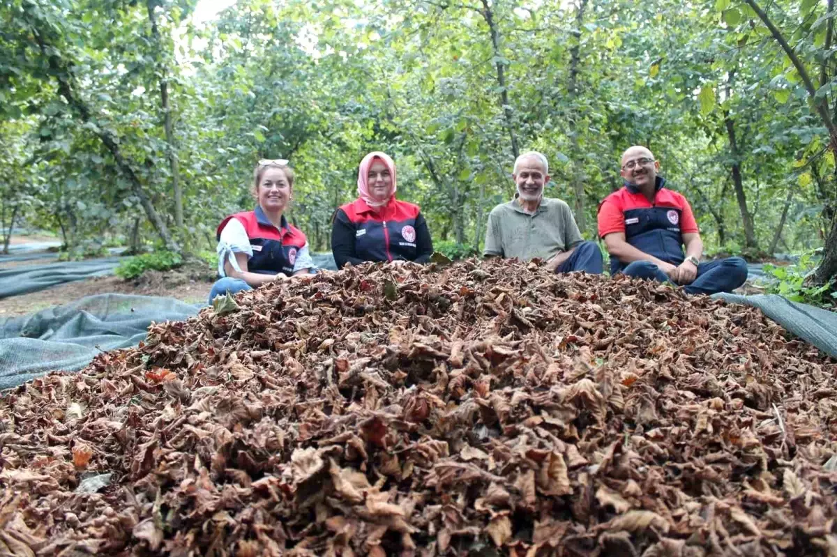 duzcede findik hasat filesi destegi mVhnFUPv