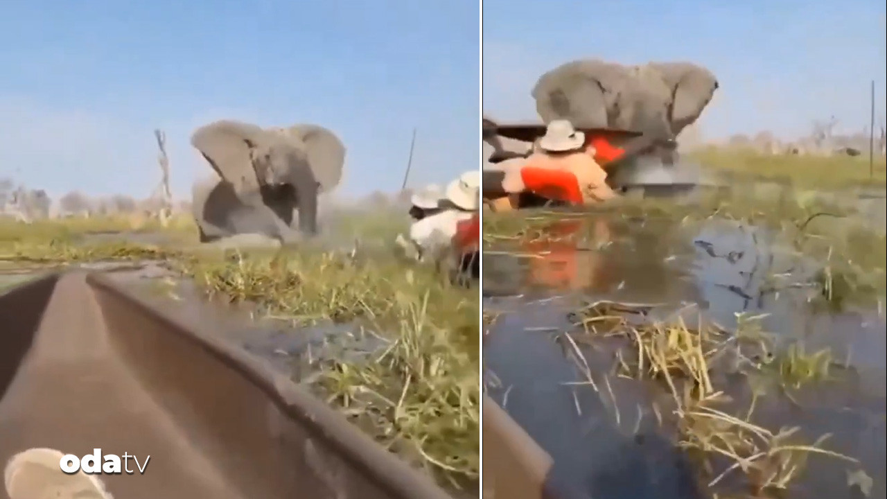 fil saldirisi kameraya yansidi j1KYnaRU