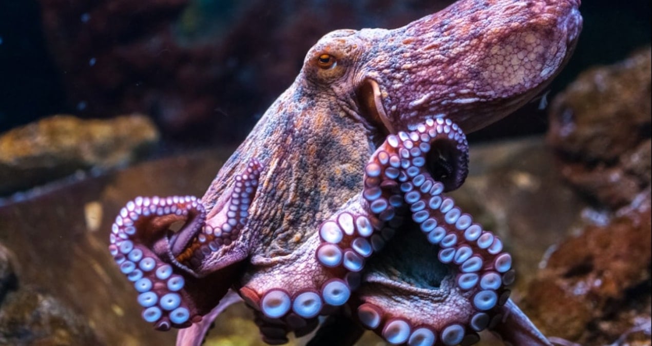 sandigimizdan daha planli calisiyor her kol kendi gorevini biliyor qdZcdezu