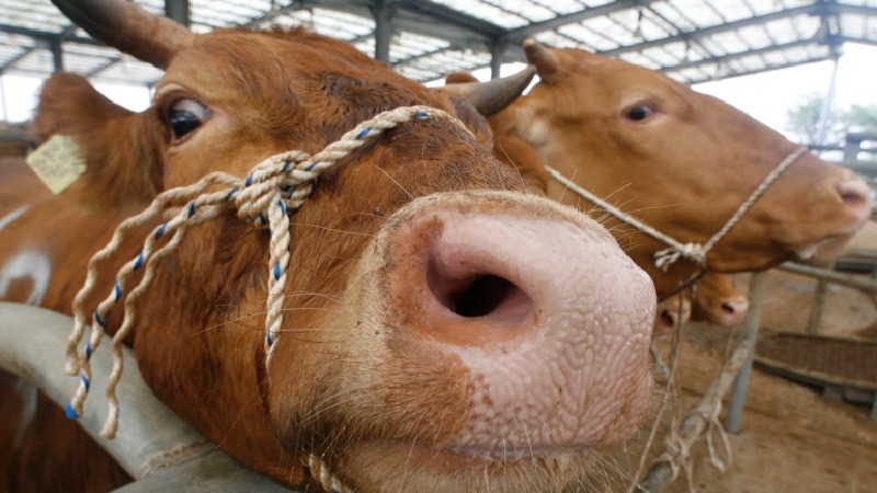 boluda deli dana iddiasi laboratuvar sonucunun pozitif oldugu bildirildi EhEXPsH6.jpg