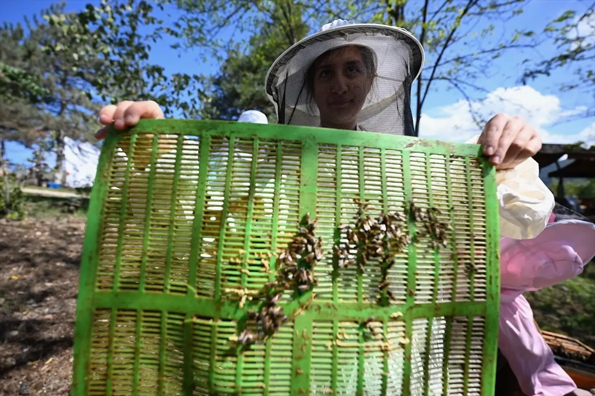 duzcede ozel gereksinimli bireyler icin aricilik projesi qa4X4SRe