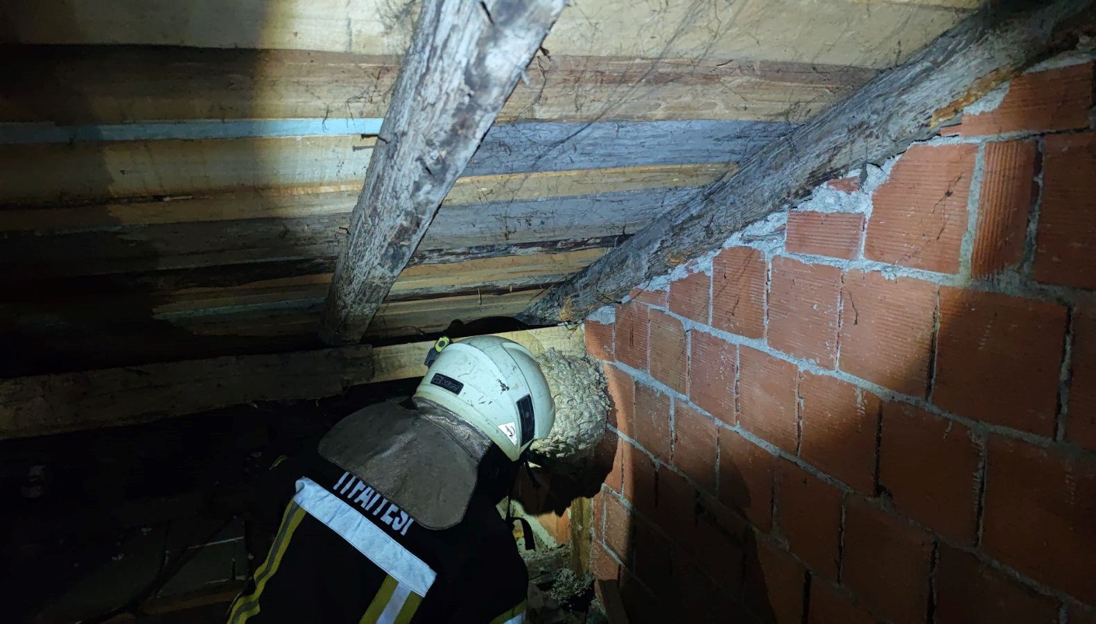 evin catisinda yaban arisi panigi itfaiye ekipleri cikardi aPEH5RYd.jpg