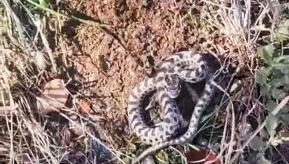 mantar ararken karsilasti dunyanin en zehirlisi DmcrVrKx.jpg