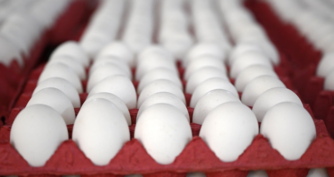 yumurtaya zam gelecek mi en yetkili isim acikladi Mr2OlcsD.jpg