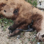 Koruma Altındaki Avrupa Porsuğu Silahla Vurularak Hayatını Kaybetti